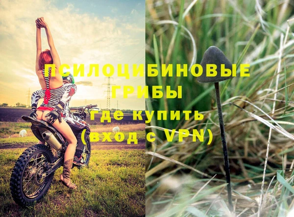 PSILOCYBIN Пересвет
